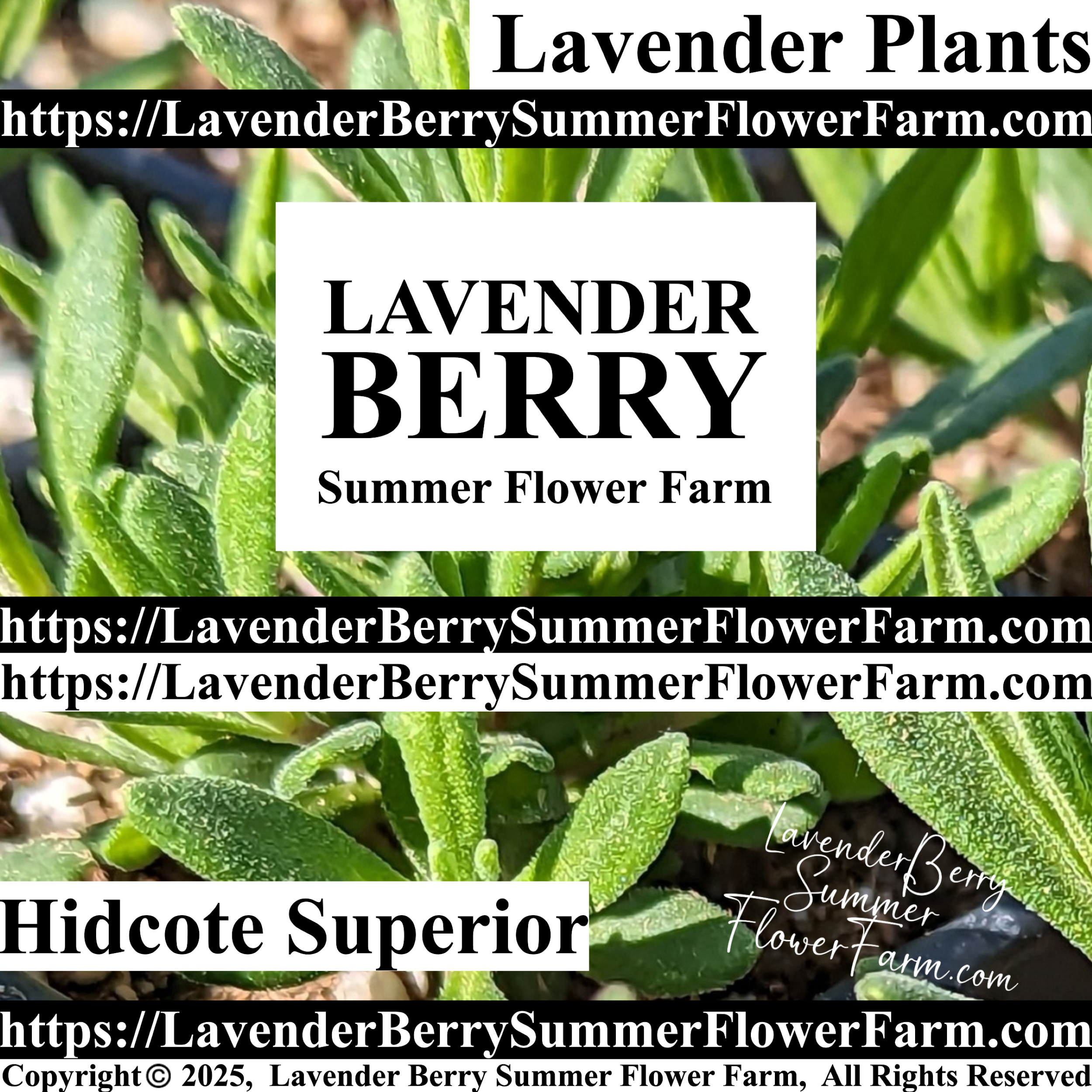 Rosea Lavender Plant & Plug Trays – Order Lavender Perennial